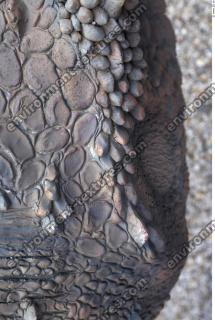 dinosaur skin 0018